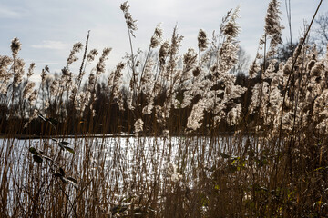 Schilfrohr vor einem See im Gegenlicht mit Blendenflecken 