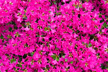 Obraz premium Blooming rhododendron flowering shrub with magenta petals flower background