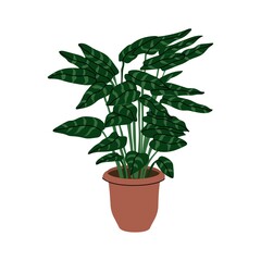 Maranta. Room plant in the pot. For decor home or office interior. Trendy indoor herb. Isolated element on white background. Flat style in vector illustration.