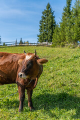 Beautiful cow is on pasture in rural area on a bright summer warm day, greenland, grazing