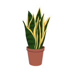 Sansevieria or snake plant. Room plant in the pot. For decor home or office interior. Trendy indoor herb. Isolated element on white background. Flat style in vector illustration.