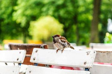 Spatzen auf der Terasse eines Cafes in einem Park