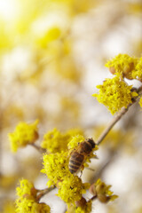 Dogwood or european cornel tree branches springtime in bloom, Cornelian cherry with yellow flowers in sunlight. Selective focus with copy space