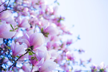 pink flowers of magnolia tree in spring. selective focus and copy space