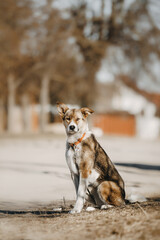 portrait of a beautiful dog without a breed autumn