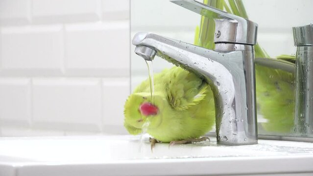 Parrot Bird Washing in Sink, Alexander Parrot Playing Drinking Water, Indian, Funny Ring-necked Parakeet Birds, Children Pets