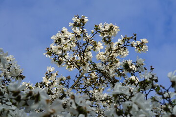 tree blossom
