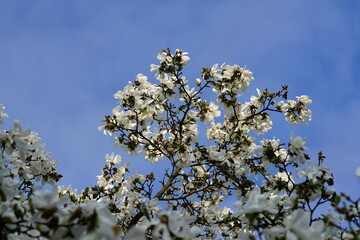 blossoming tree