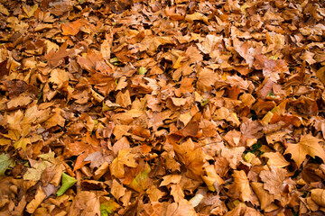 autumn leaves on the ground