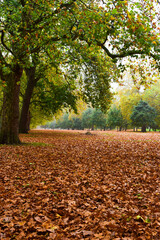 Autumn leaves on the floor in London
