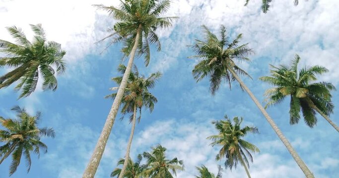 Coconut trees bottom view. Look up of green palm trees with blue sky summer background.