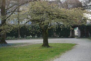 trees in the park