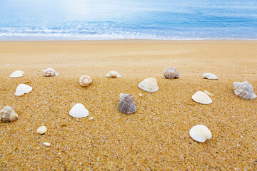 Muscheln am Meer