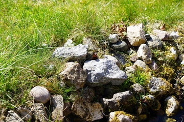 moss on the stone