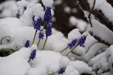 spring in the snow