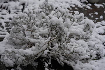 snow covered lavendel branches