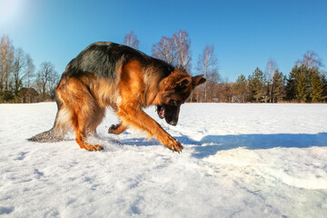 Dog German Shepherd on a walk in winter, digs snow, against the backdrop of a forest, blue sky.