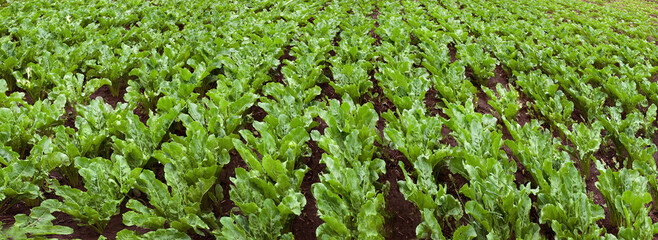 panoramic view of sugar beet field, leaves close up - obrazy, fototapety, plakaty