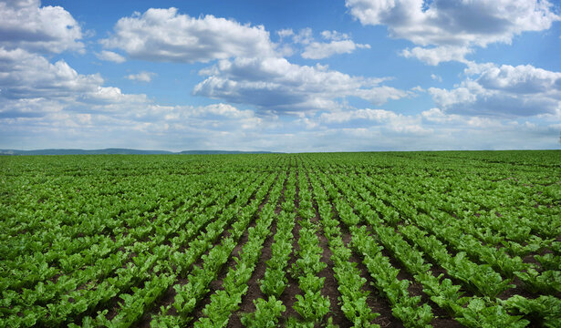 rows and lines of young leaves of sugar beet field, panoramic view
