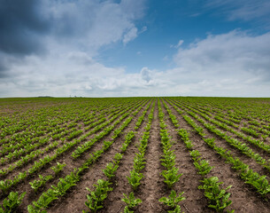 panoramic view of sugar beet field, rows and lines of young leaves