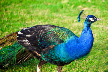 Fototapeta premium peacock on the grass