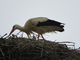 stork in the nest