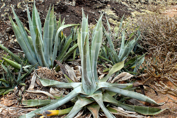 Obraz premium Plants of the Canary Islands abundant Aloe Vera.