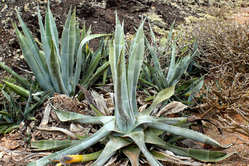 Plants of the Canary Islands abundant Aloe Vera.