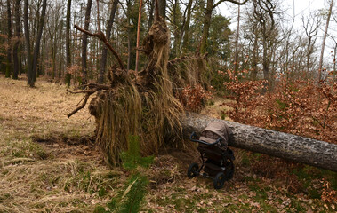 accident in the woods fell a tree to mom with a pram. a large spruce sprang up with its roots and...