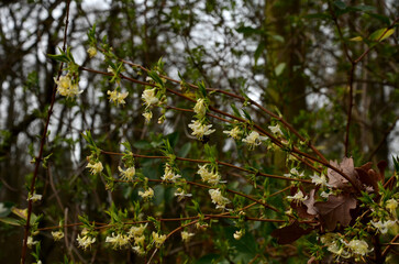 Obraz premium Czech Honeysuckle is a deciduous, spreading shrub that grows to a height of 2-3 m. The ovate leaves are dark green. White, tubular flowers, arranged in pairs in the axils of the leaves, bloom during…