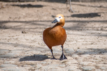 brown duck on the beach
