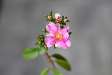 Obraz premium close up of a pink flower