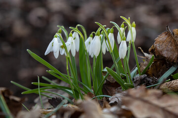 White snowdrop flower, close up. Galanthus blossoms illuminated by the sun in the green blurred background, early spring. Galanthus nivalis bulbous, perennial herbaceous plant in Amaryllidaceae family
