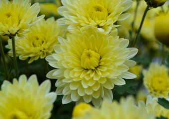 Flowers, flowers chrysanthemum, Chrysanthemum wallpaper, chrysanthemums in autumn, chrysanthemums annuals, chrysanthemum pictures, chrysanthemum pictures, chrysanthemum photos