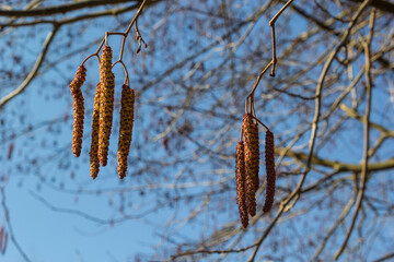 European alder, Alnus glutinosa, tree, close-up of cones and catkins in early spring