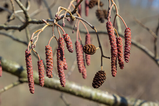 European alder, Alnus glutinosa, tree, close-up of cones and catkins in early spring