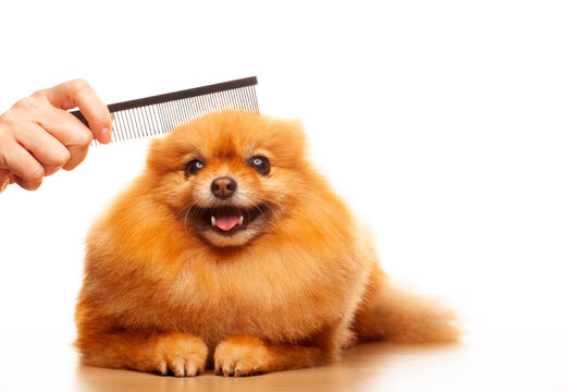 image of dog hand hairbrush 