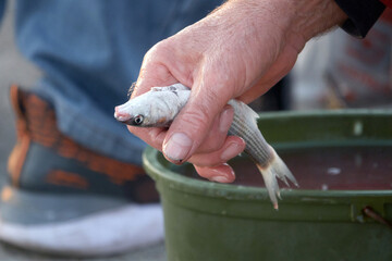 Sochi, Adler, Russia - January 7, 2022: Fisherman's catch on the city embankment.