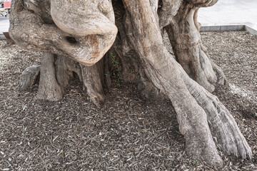 Roots of of old tree . Ancient olive tree 