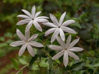 Fototapeta na wymiar Closeup view of white flowers of jasminum multipartitum aka starry wild jasmine or african jasmine tropical shrub in outdoor garden