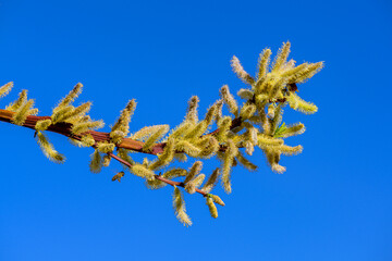 Drachenweide Blüten vor blauem Himmel