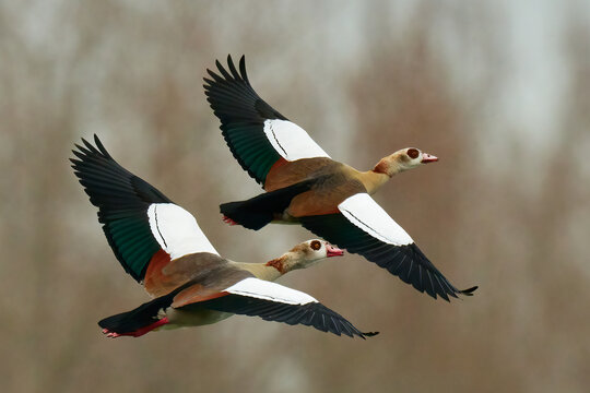A pair of egyptian geese in fast flight.  Flying with spread wings over lake. In the same position. Blurred background, copy space. Genus species Alopochen aegyptiacus.