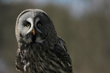 An owl staring into the camera on a sunny day