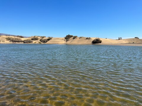 Charca de Maspalomas, nature reserve on the island of Gran Canaria in the Atlantic Ocean