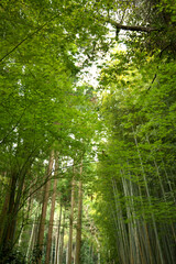 Fototapeta na wymiar 緑の竹藪の小道