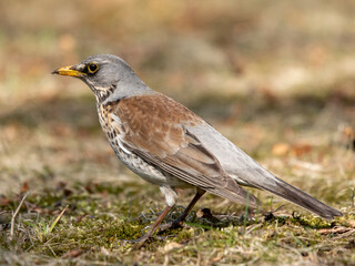 portret kwiczoła ptaka żerującego na mchu