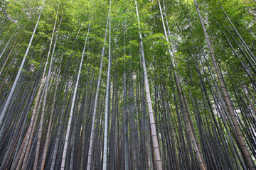 まっすぐに伸びた日本の竹