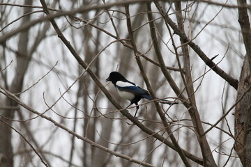 Closeup photography of the magpie