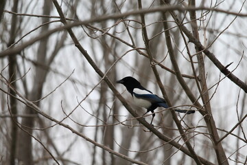 Closeup photography of the magpie