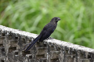 A Portrait Shot of a Smooth-Billed Ani or Crotophaga ani Bird Perched on a Concrete Wall in Central...